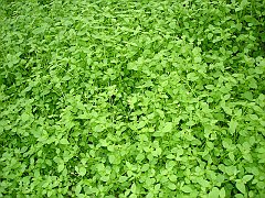 stellaria pallida